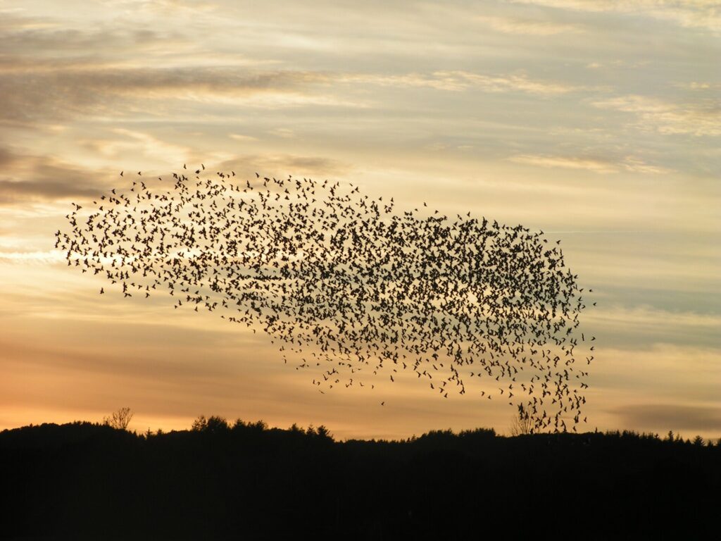 Flock of birds flying in the sky at dawn or dusk